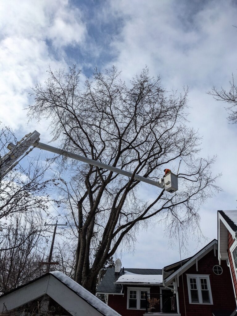 Rural Tree Services Morris Landscaping